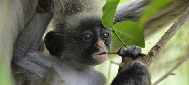 Baby Colobus Monkey Zanzibar By Hannah Jones